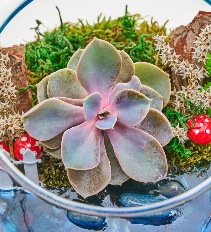 Cam Fanusta Echeveria Perle Von Nurnberg Teraryum